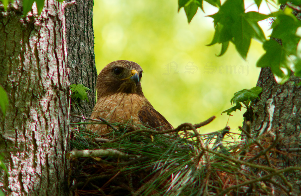 In the nest
