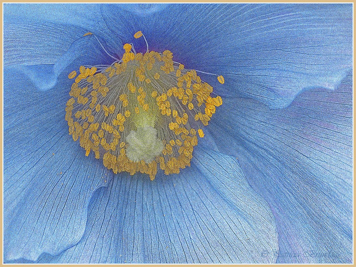 Blue Poppy