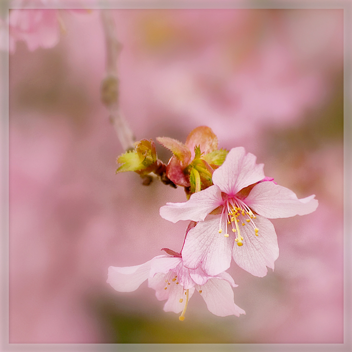 Cherry Branch #3