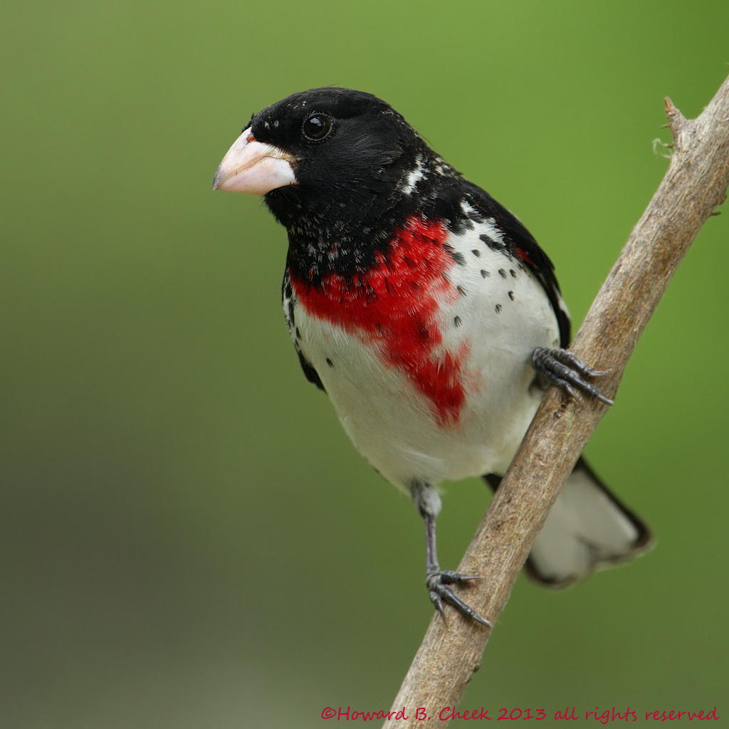 Rose-breasted Grosbeak