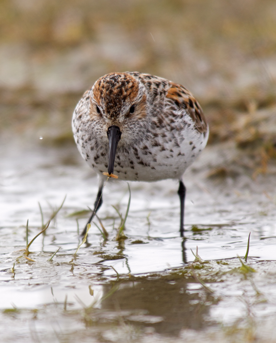 Western Sandpiper Prize