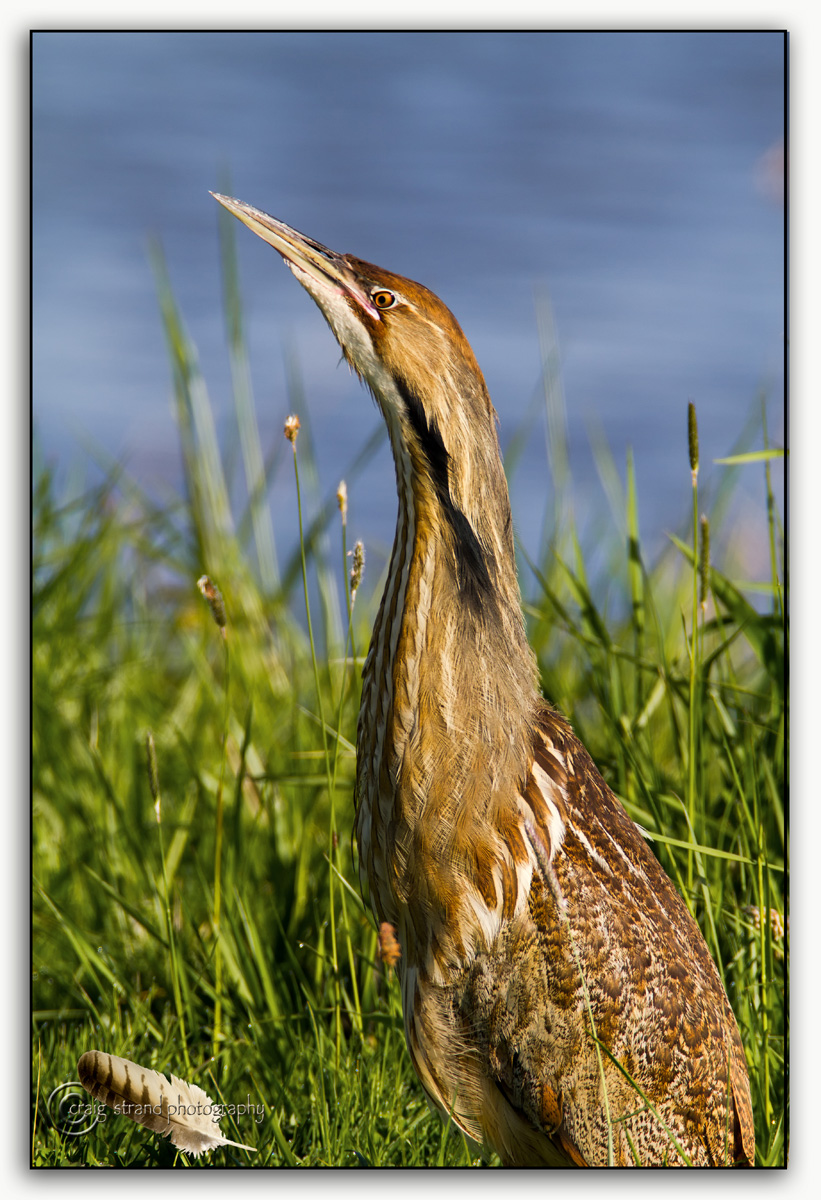 Am. Bittern Calling