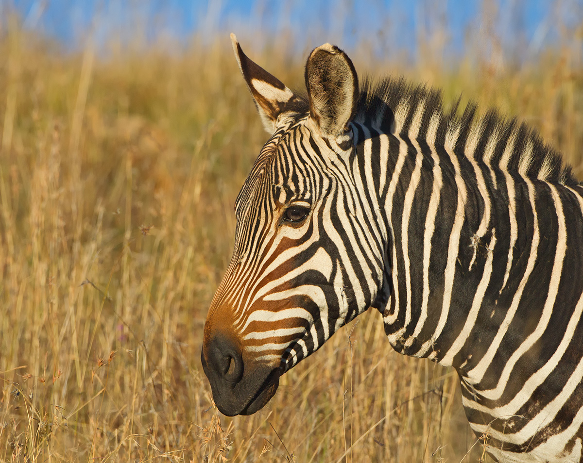 Mountain Zebra