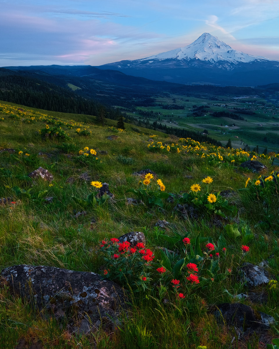 Mt. Hood Wildflowers