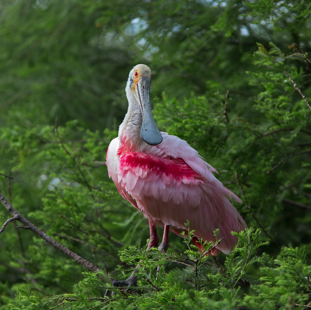 Roseate Spoonbill+Repost