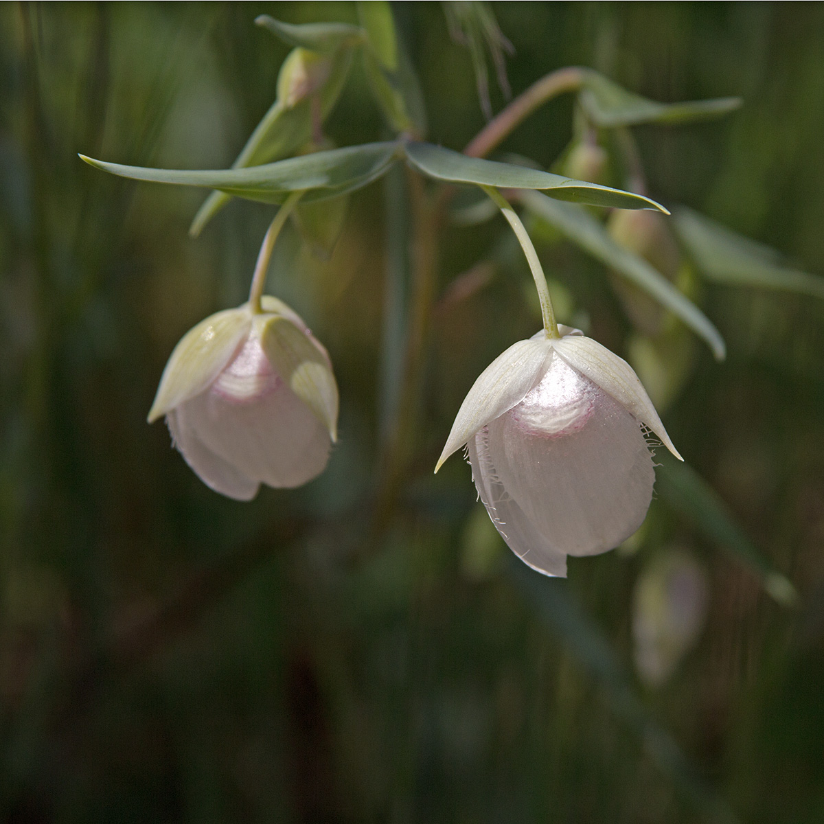 White Globe Lily