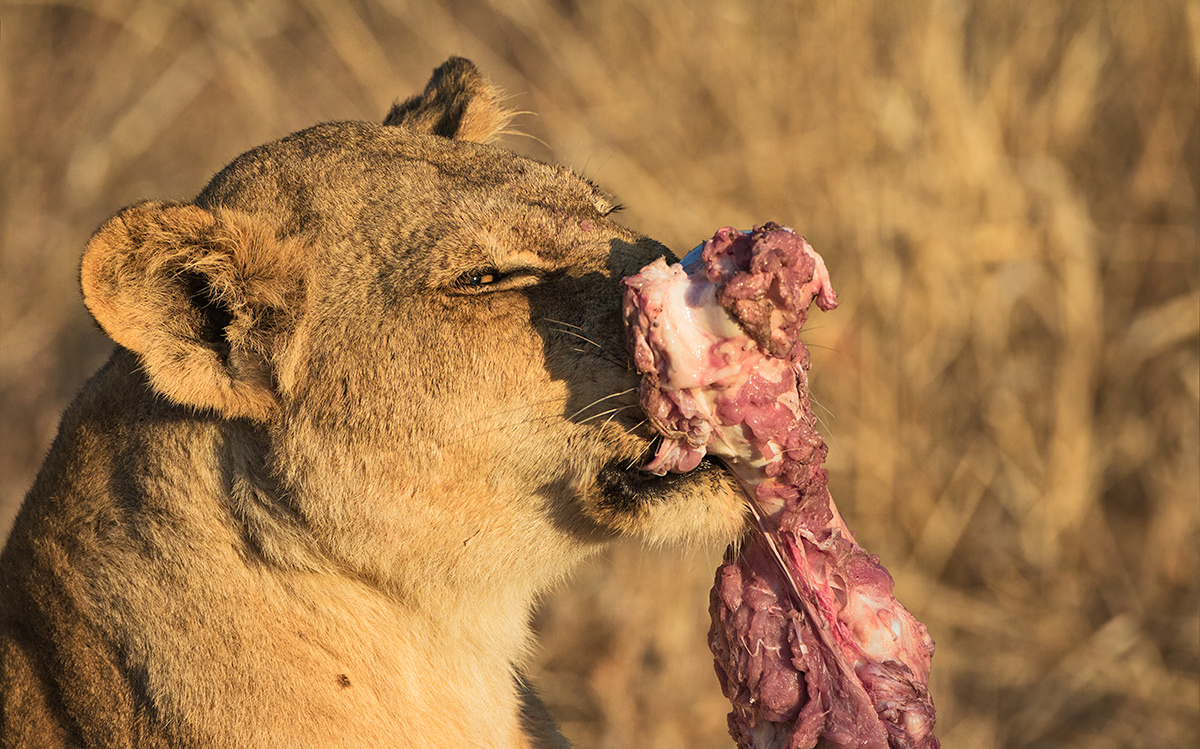 Happy Lioness