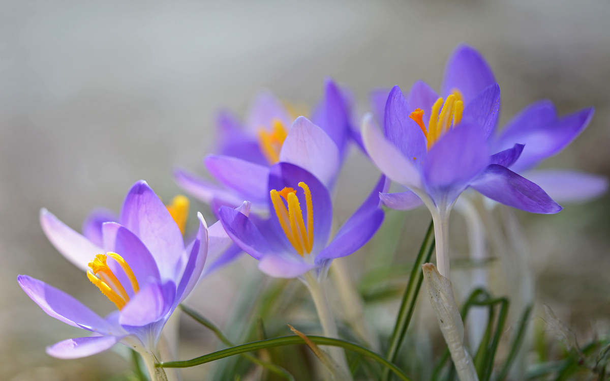 Crocus  series  #3