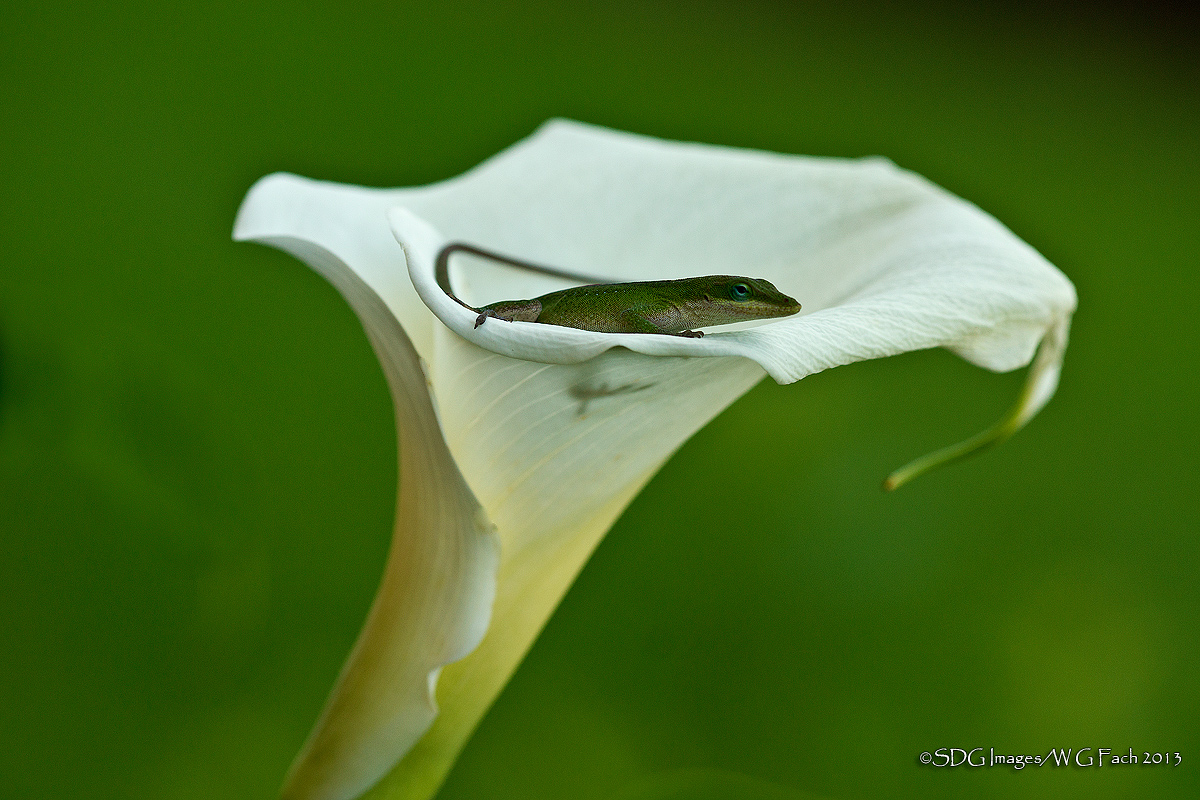 King of the Callas