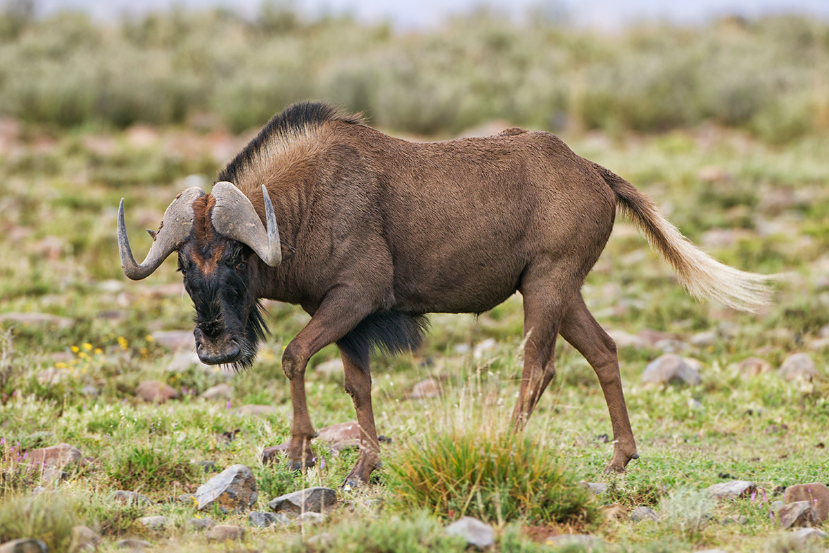 White Tailed Gnu