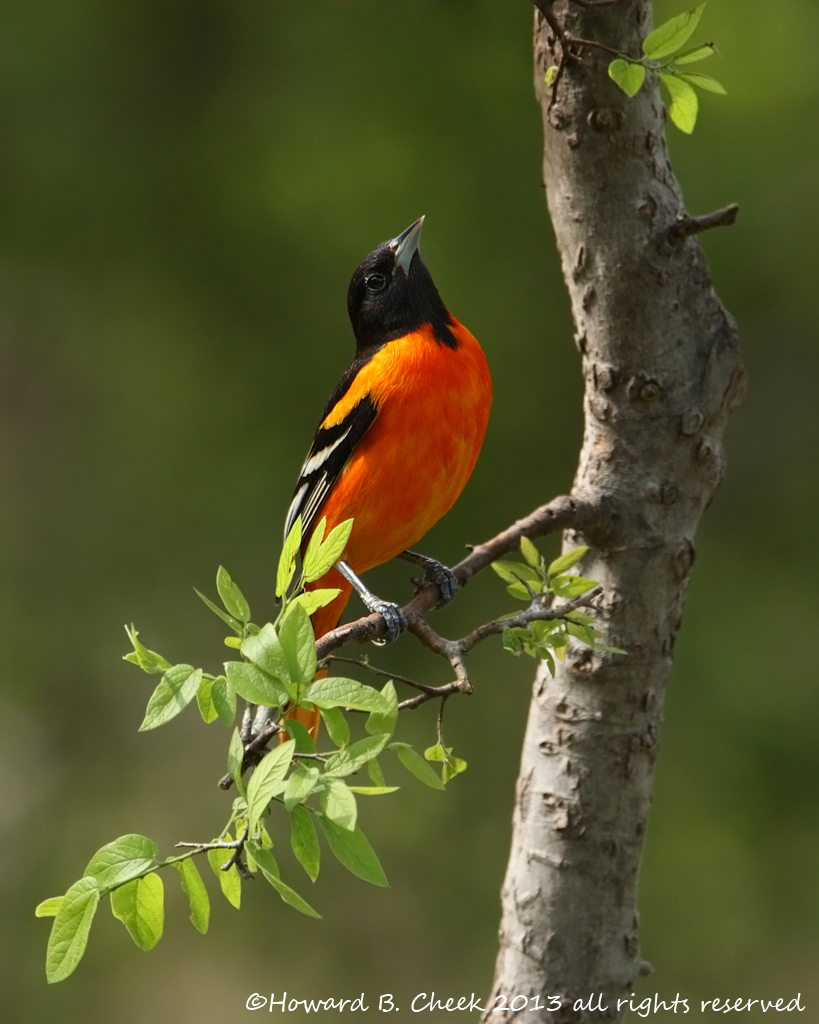 Sunny Baltimore Oriole