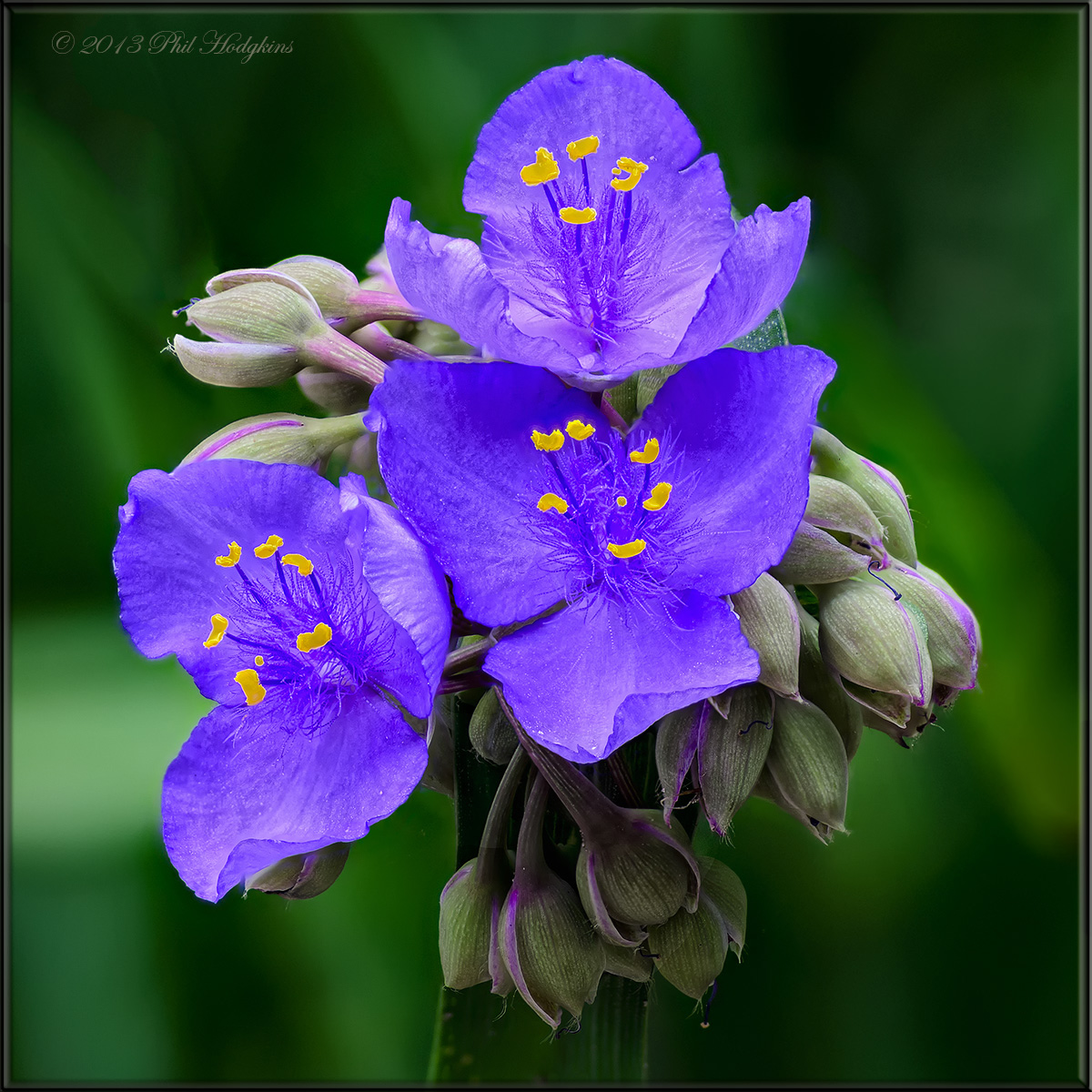 Spiderwort
