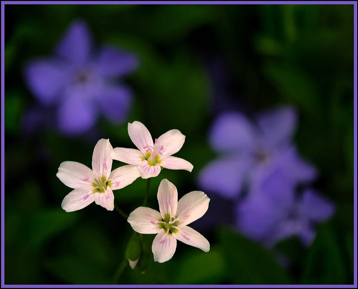 Spring beauties