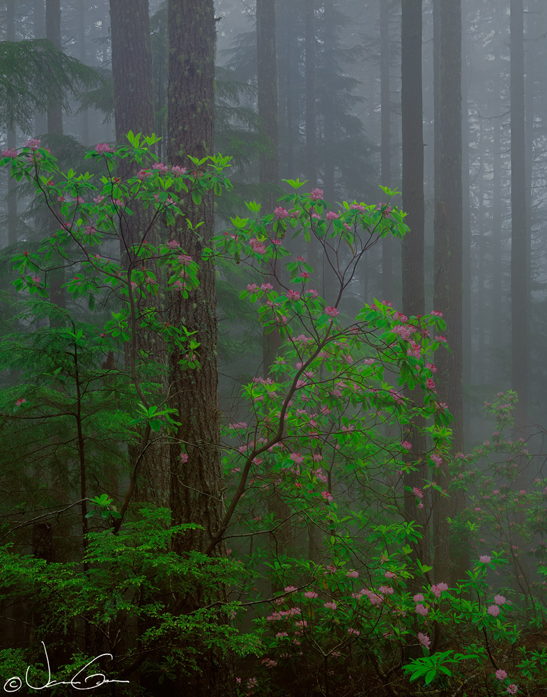 Rhododendrons+Repost