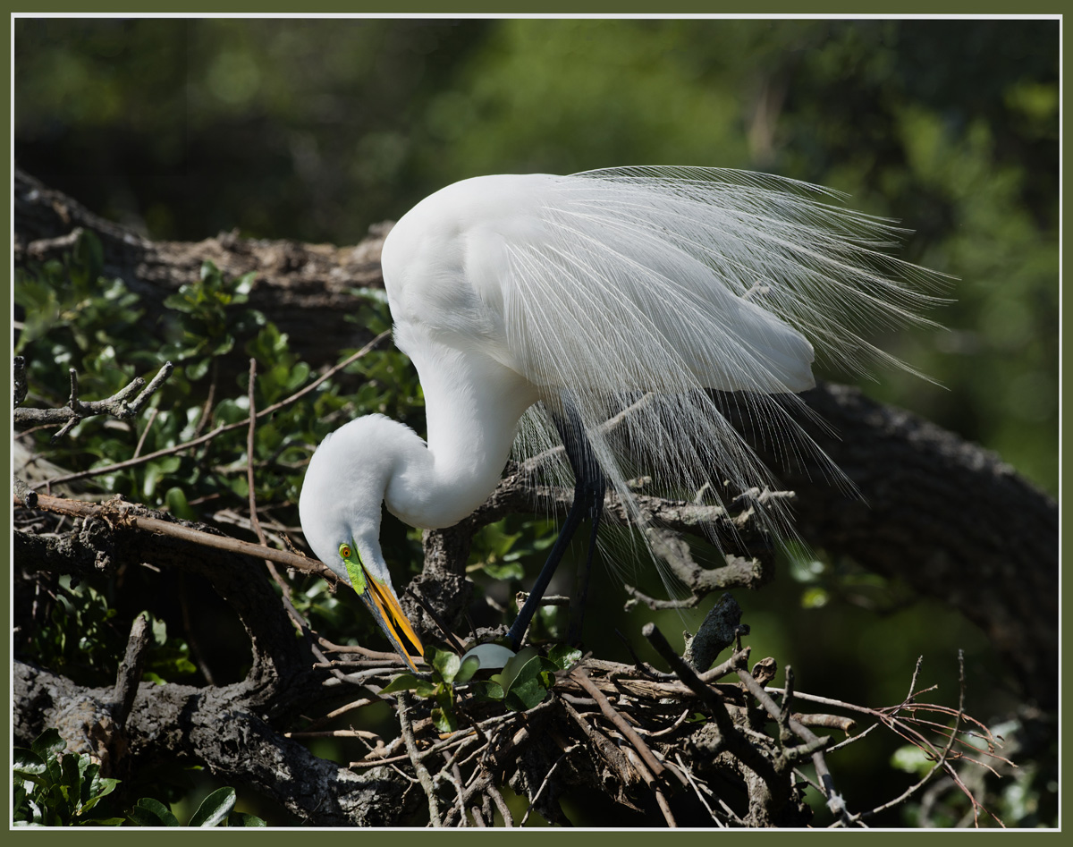 Egret with Egg(s)