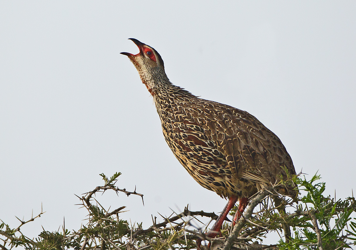 Clapperton's Spurfowl