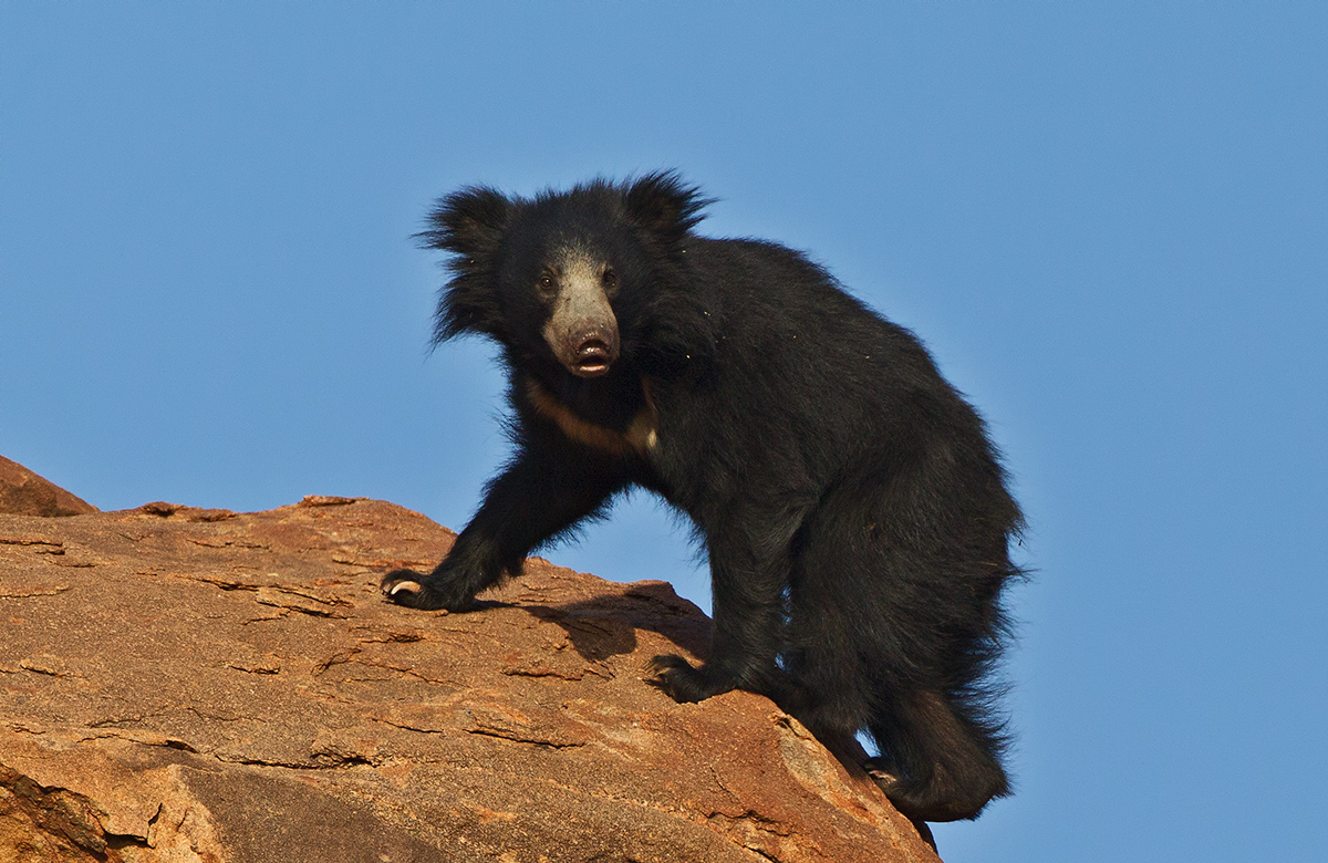 Young Sloth Bear
