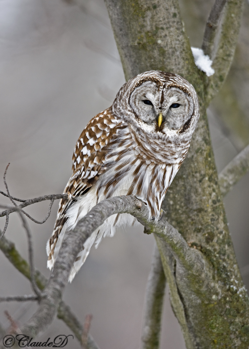 Barred Owl