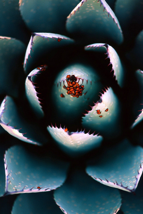 Ladybug Gathering