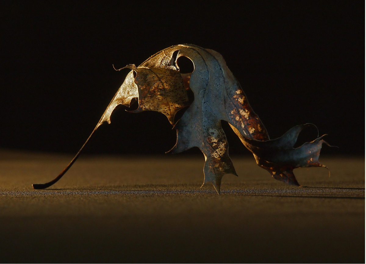 Last Years Oak Leaf