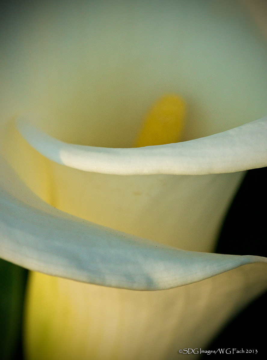 Calla Vortex
