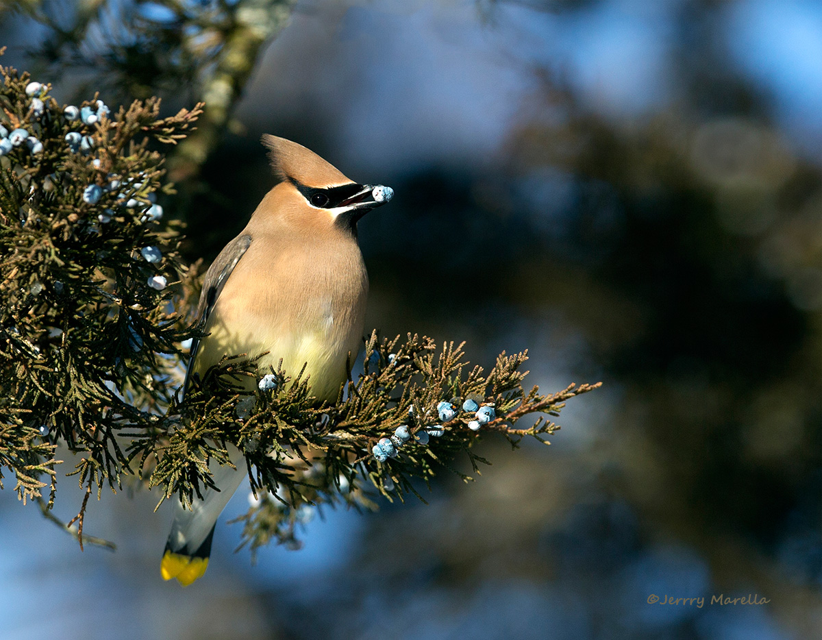 Cedar Waxwing and berry 