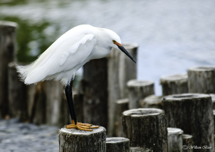 Snowy Egret Perch