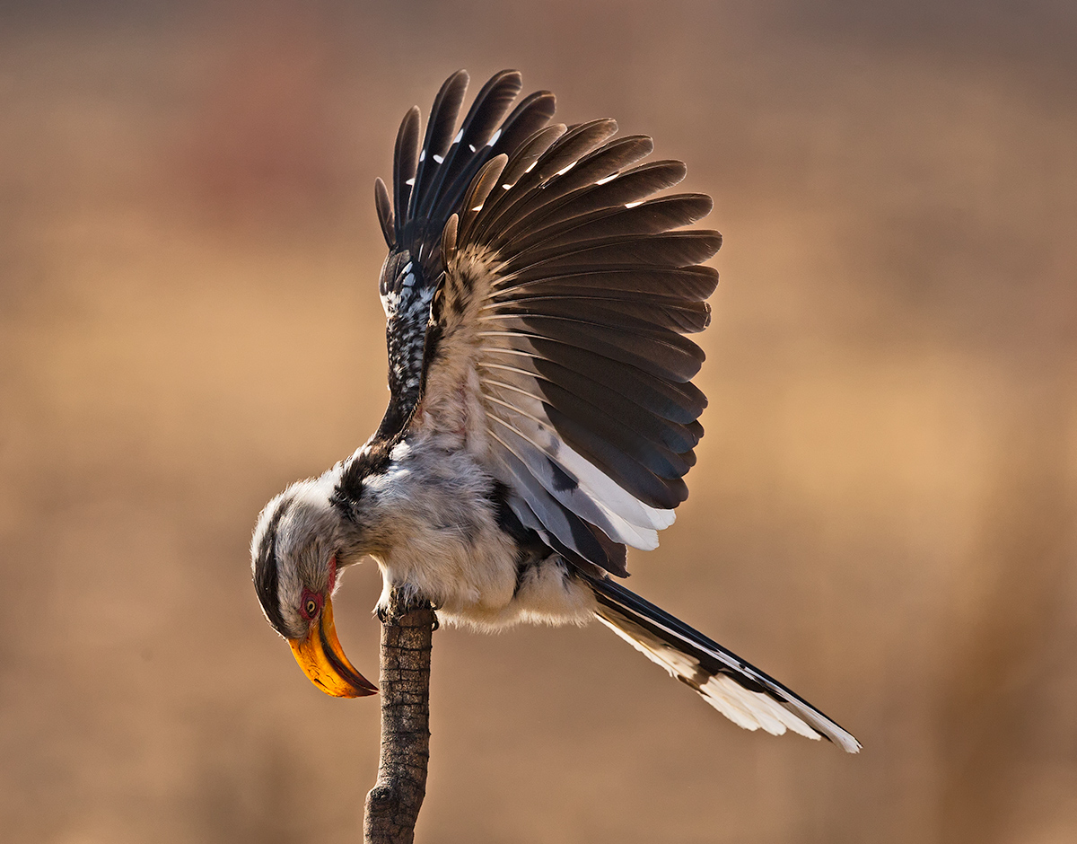 Yellow Billed  Hornbill