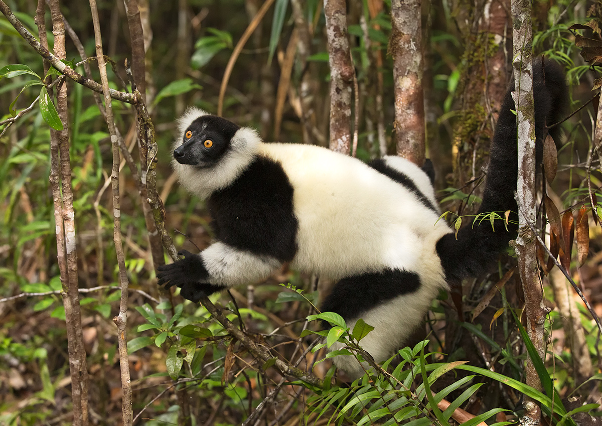 Black&White Ruffed Lemur