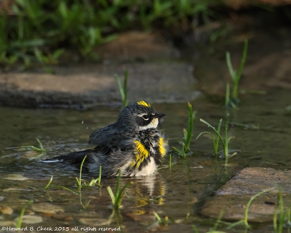 Yellow-rumped (Myrtle)