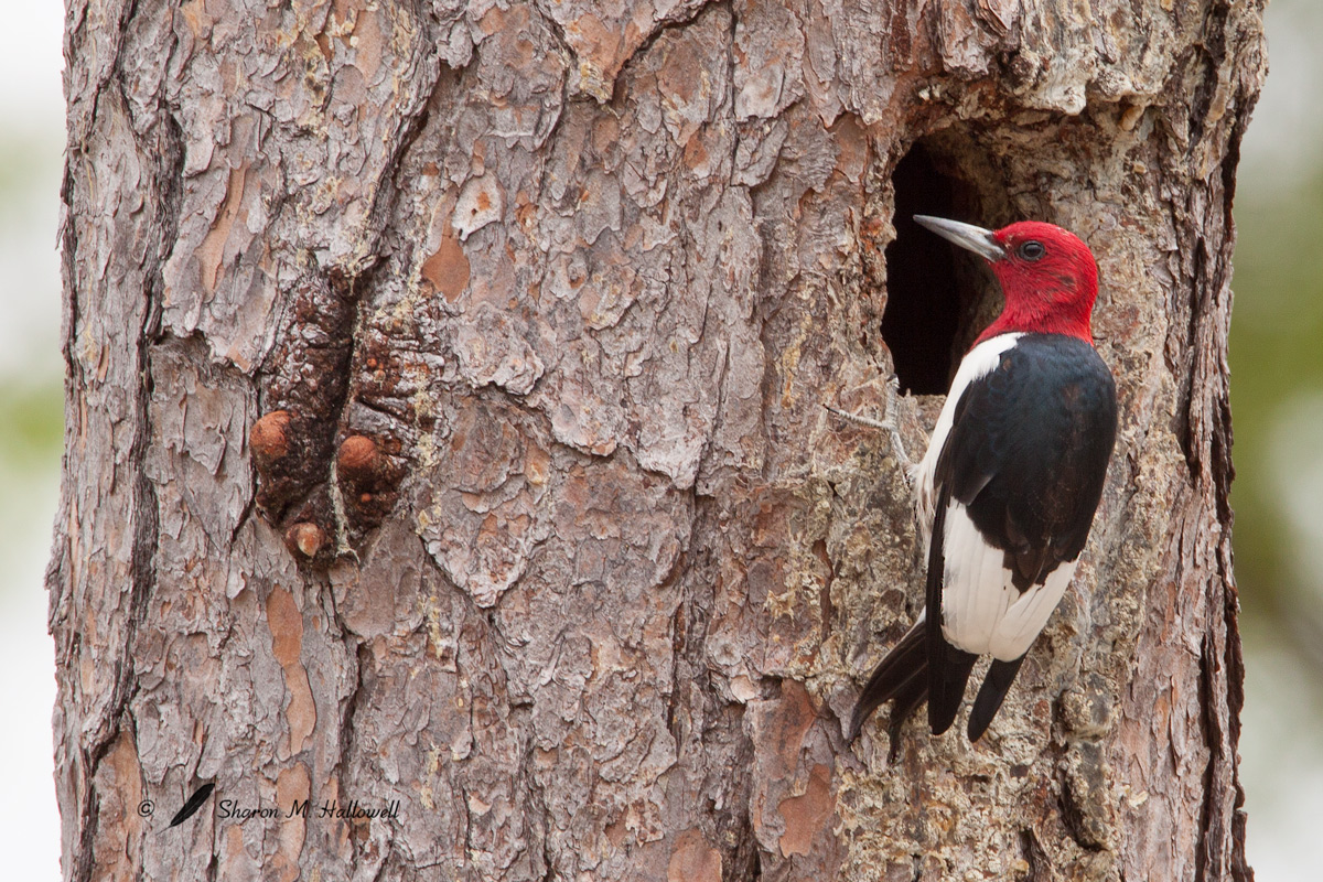 Red-headed Woodpecker