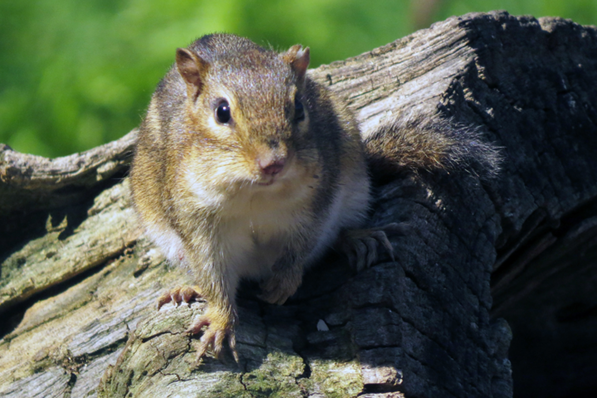 eastern chipmunk