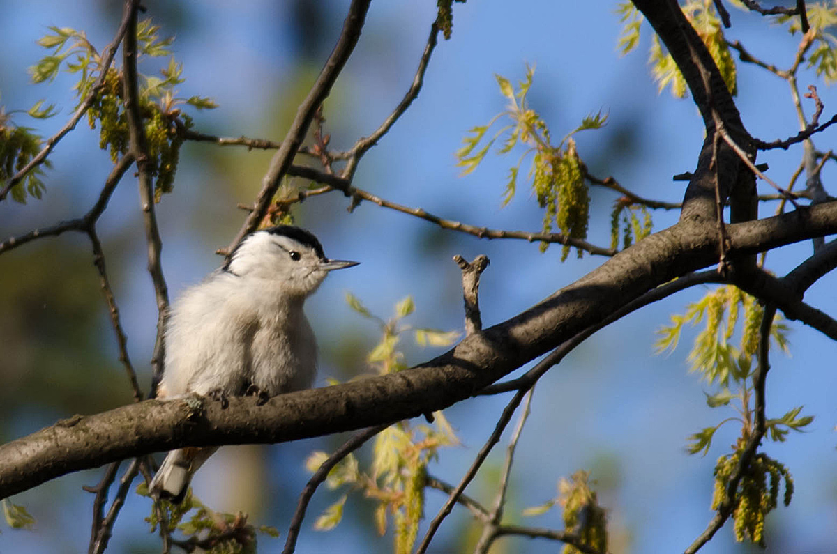 White Breasted Nuthatch