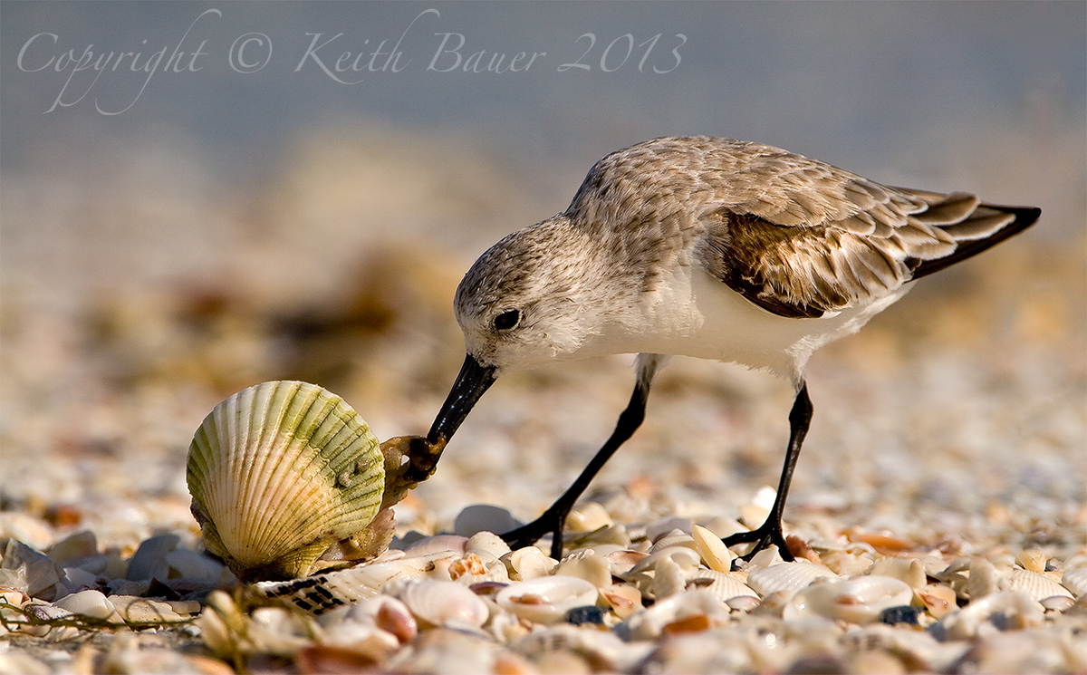 Sandpiper