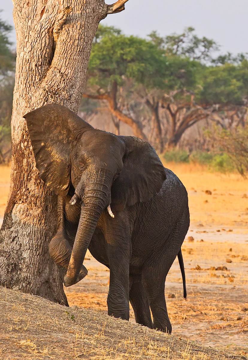 Itchy
