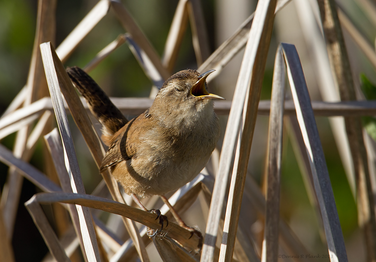 Marsh Wren II