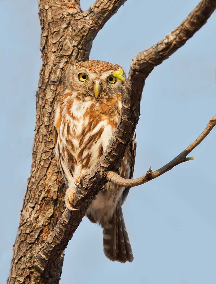 Pearl Spotted Owlet