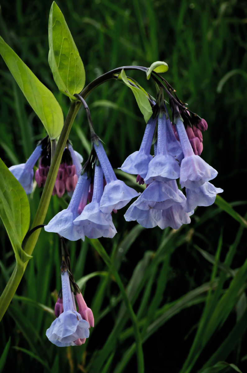 Bullbells