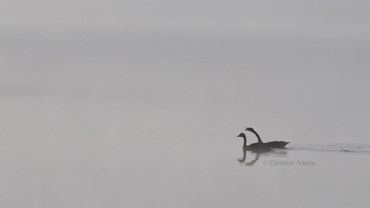 Simply Geese