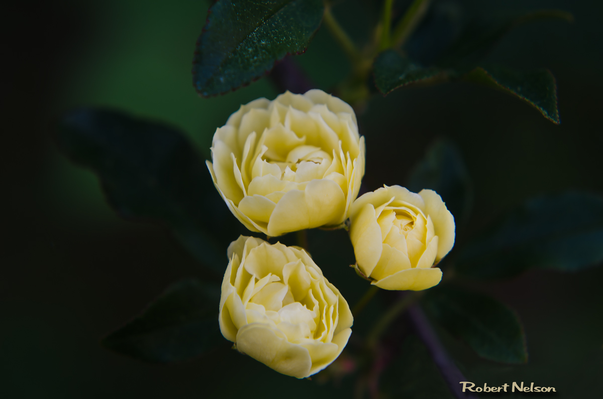 Bankshire Buds