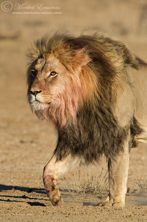 The Kalahari King