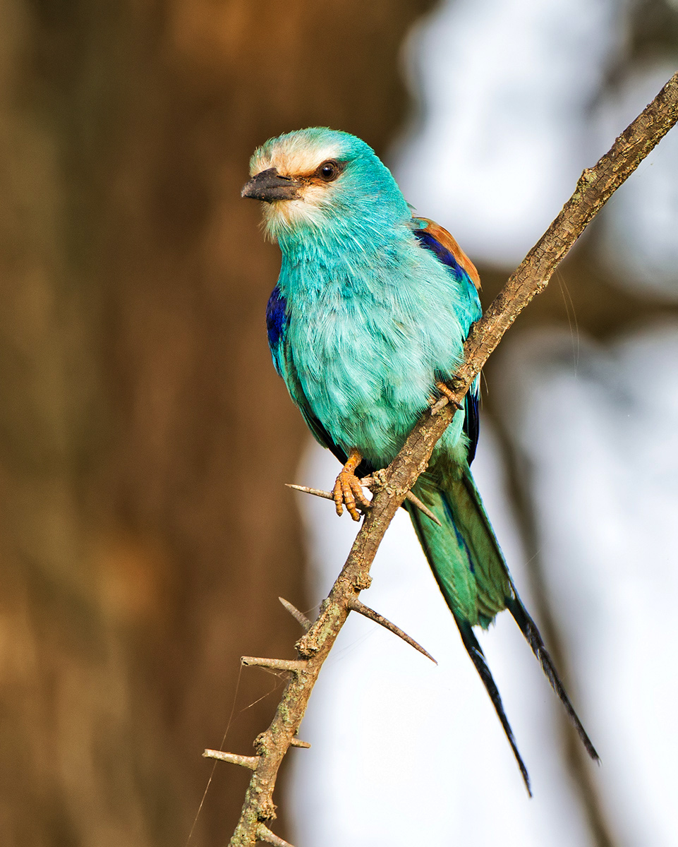 Abysinnian Roller