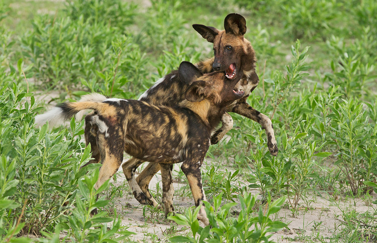 Wild Dog Play