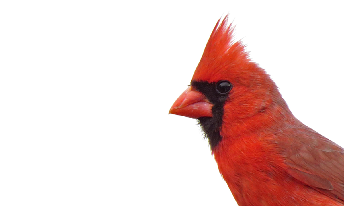 Cardinal + re-post