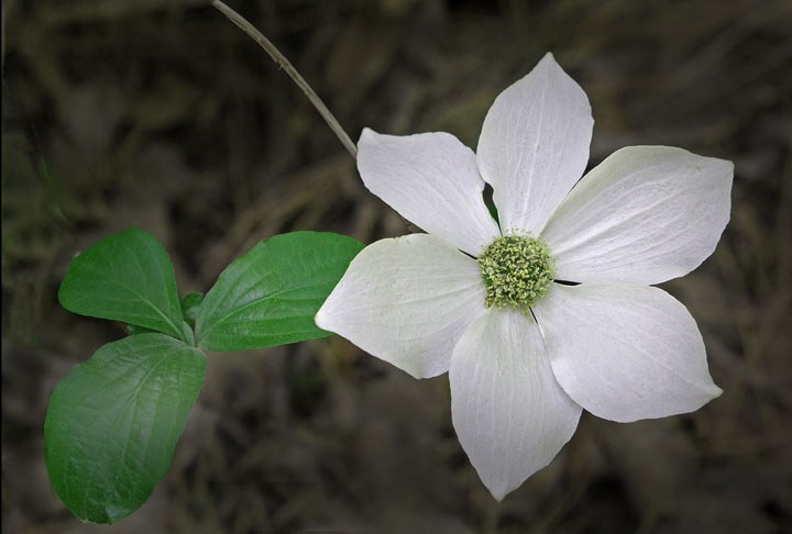 Yosemite Dogwood