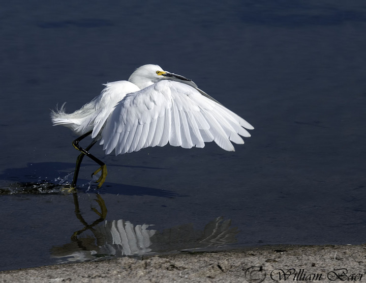 Snowy Egret Run