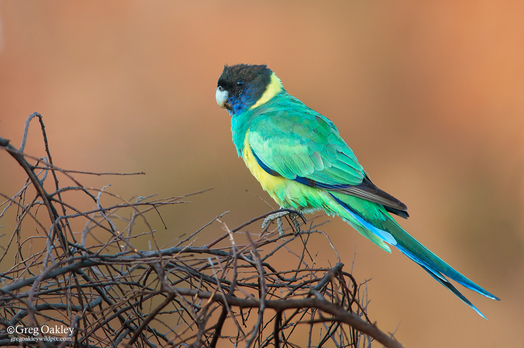 Australian Ringneck