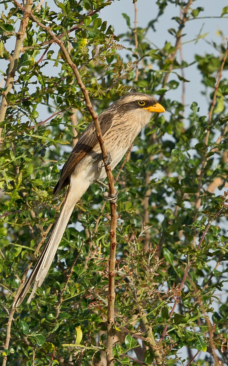 Yellow Billed Shrike