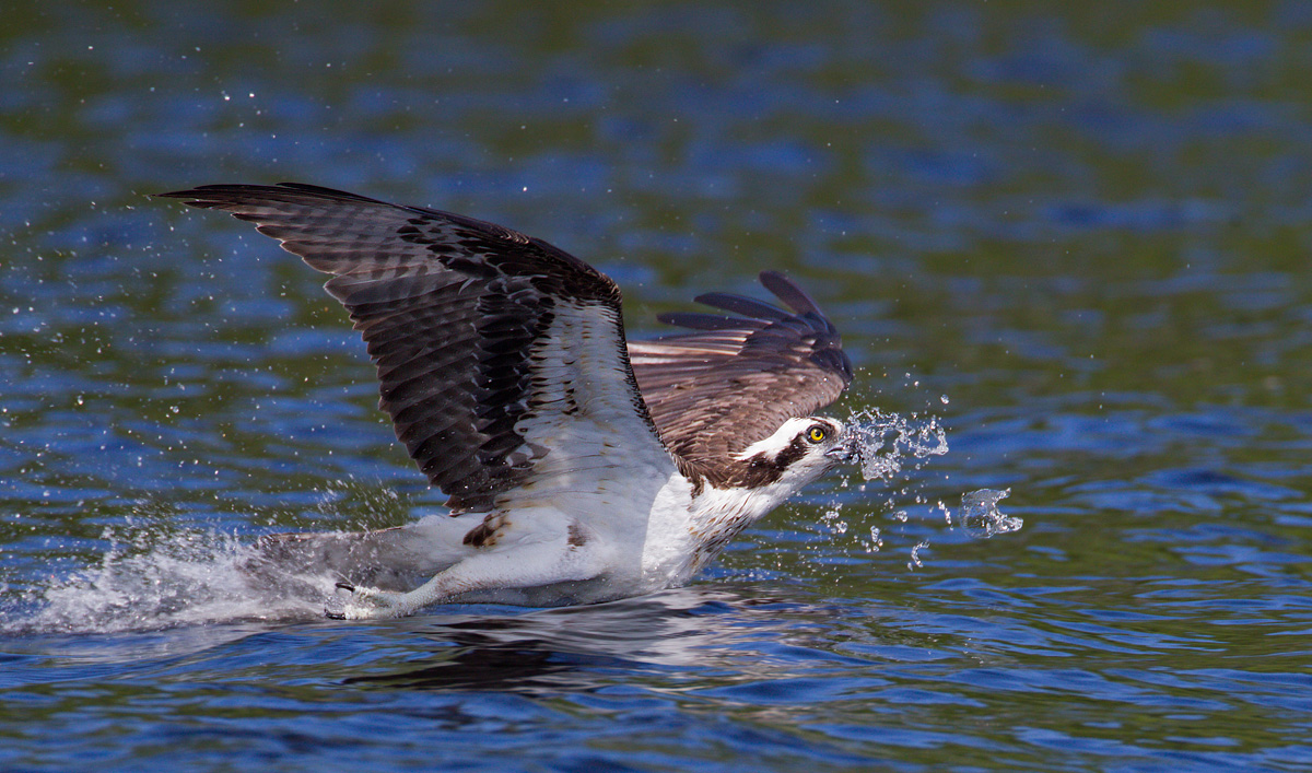 Spitting Osprey