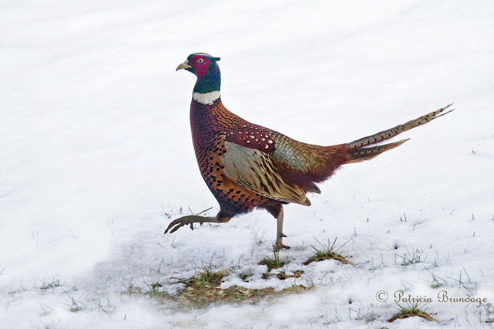  Pheasant